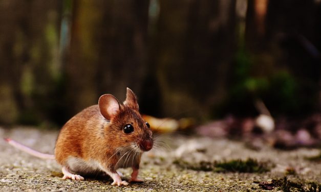 Jak pozbyć się myszy, które zadomowiły się w budynku?